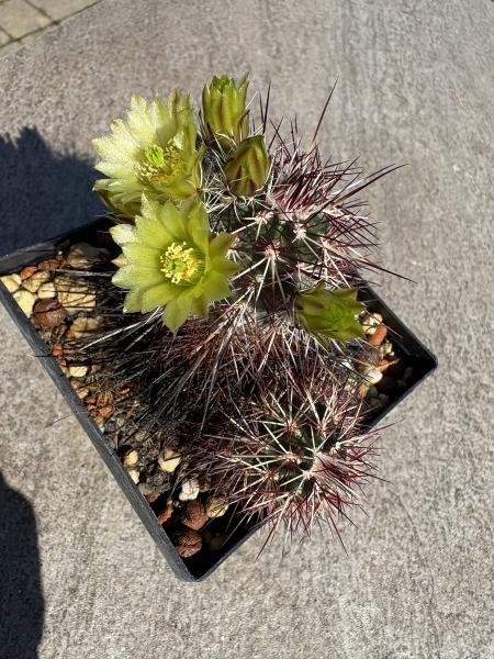 Echinocereus viridiflorus